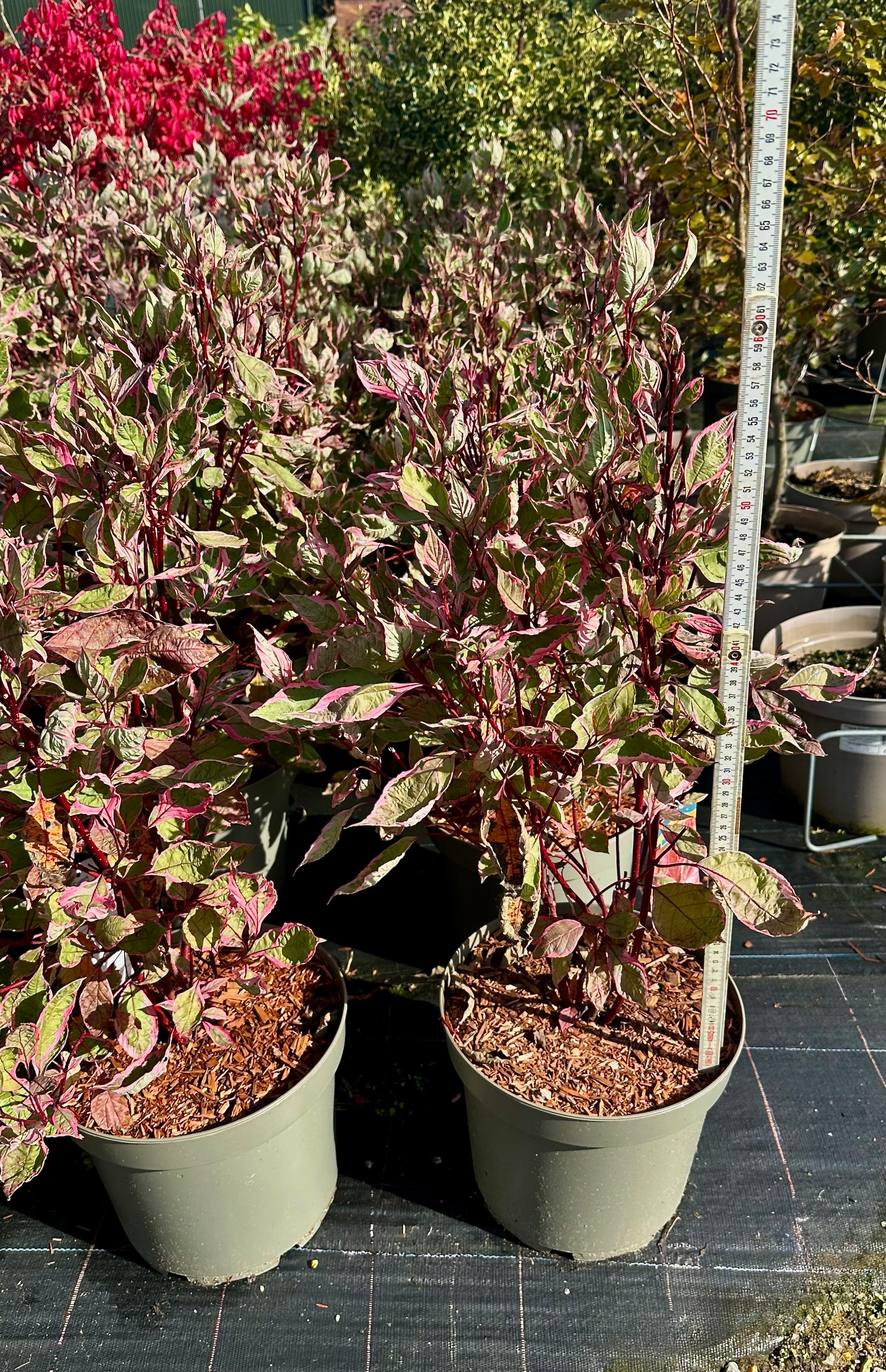 Cornus alba ‘Miracle’ - 7.5 Litre