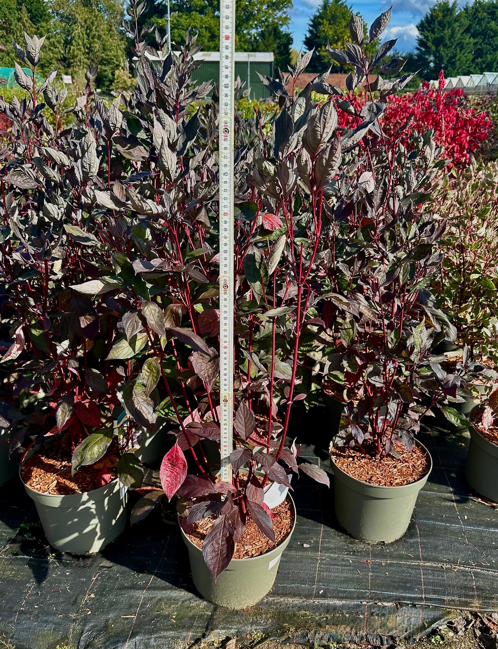 Cornus alba ‘Nightfall’ - 7.5 Litre