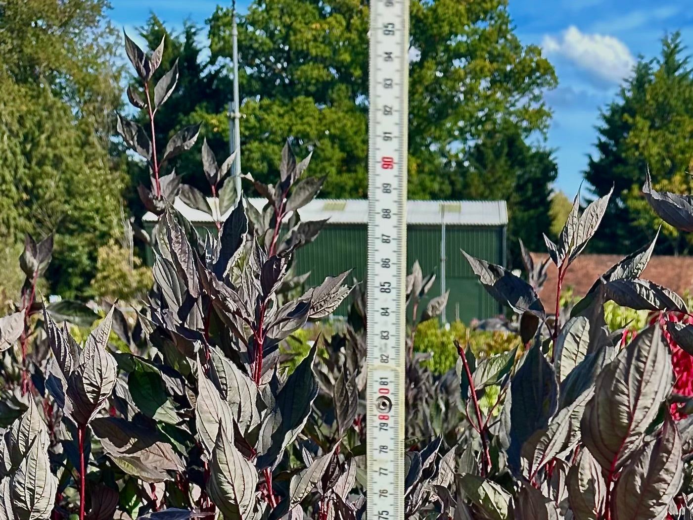 Cornus alba ‘Nightfall’ - 7.5 Litre