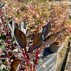 Cornus alba ‘Nightfall’ - 7.5 Litre