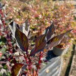 Cornus alba ‘Nightfall’ - 7.5 Litre