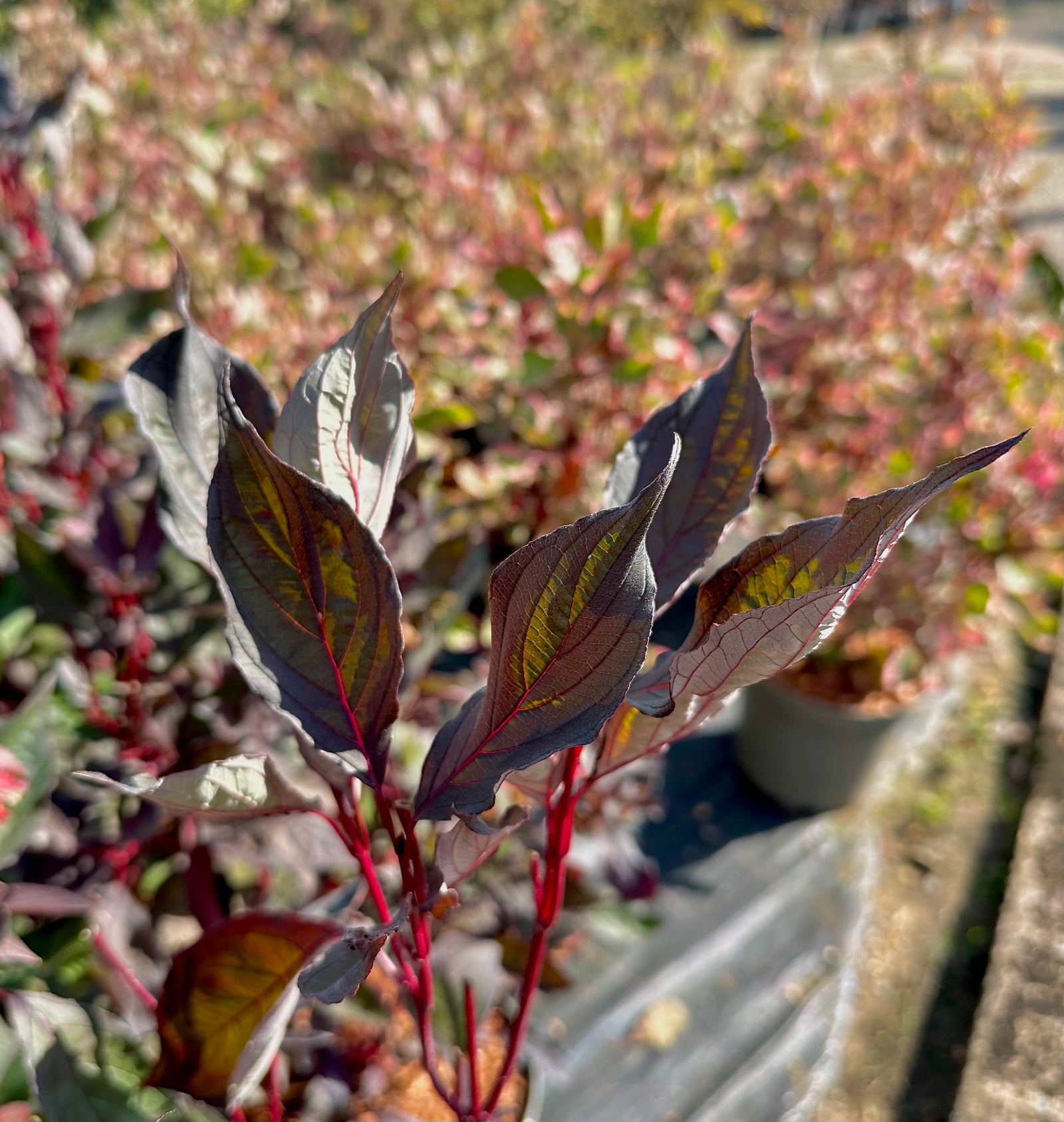 Cornus alba ‘Nightfall’ - 7.5 Litre