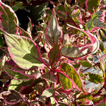 Cornus alba ‘Miracle’ - 7.5 Litre