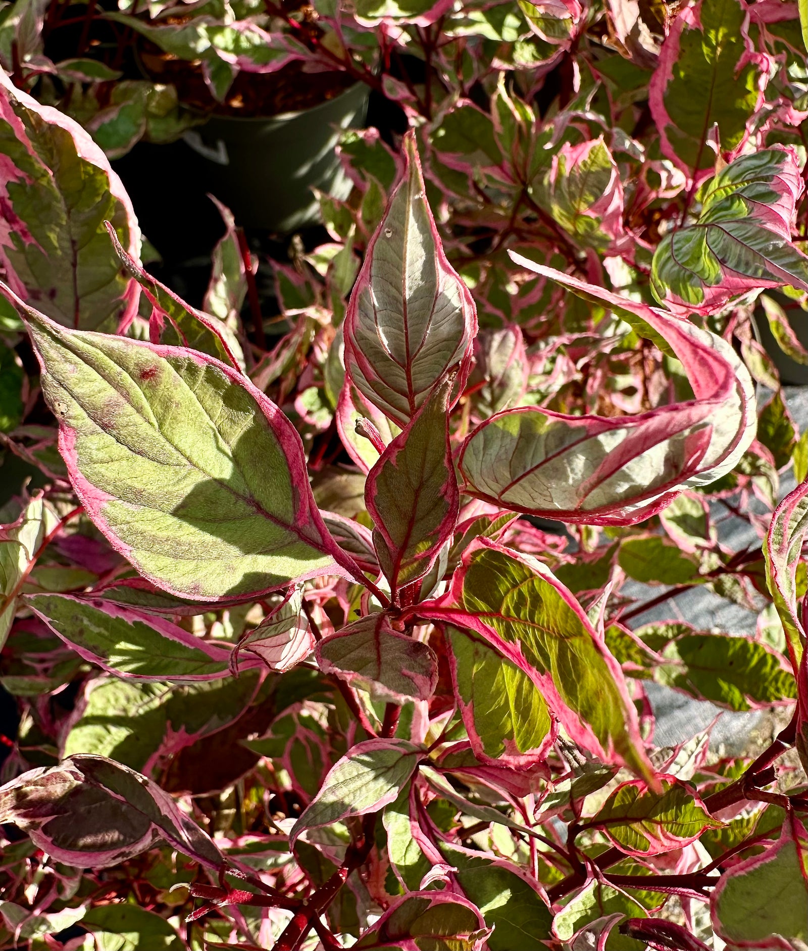 Cornus alba ‘Miracle’ - 7.5 Litre