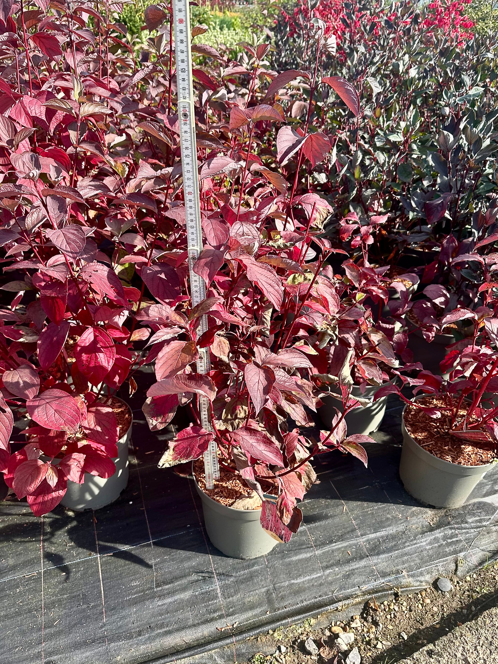 Cornus alba ‘Sibirica' - 7.5Litre