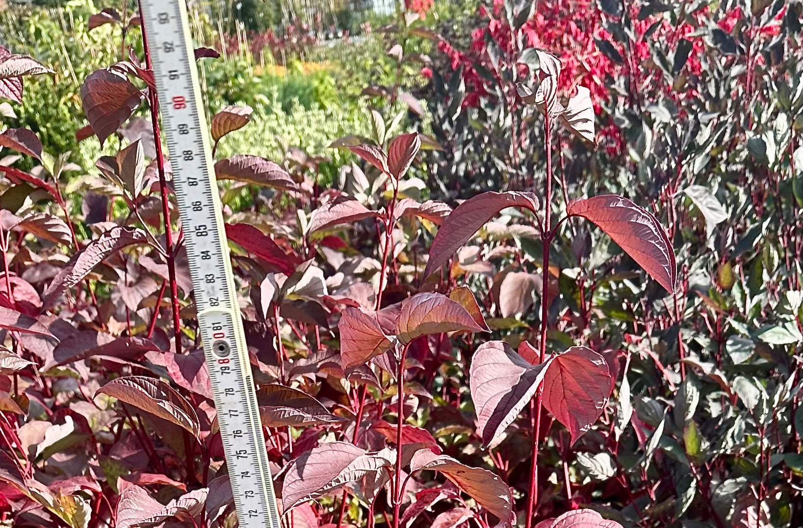 Cornus alba ‘Sibirica' - 7.5Litre