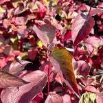Cornus alba ‘Sibirica' - 7.5Litre