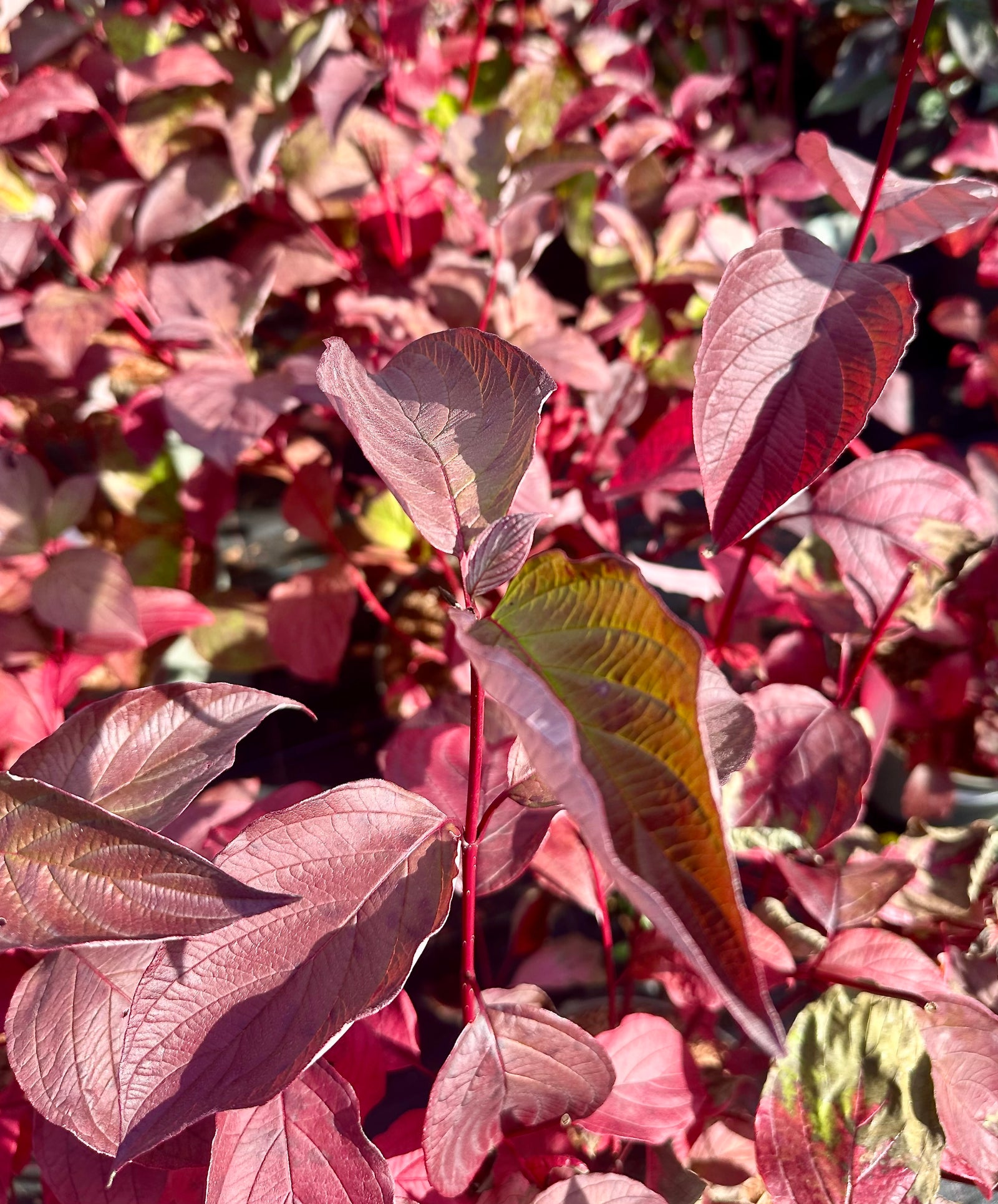 Cornus alba ‘Sibirica' - 7.5Litre