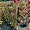 Enkianthus campanulatus ‘Petticoat’ - 7.5Litre