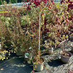 Enkianthus campanulatus ‘Petticoat’ - 7.5Litre