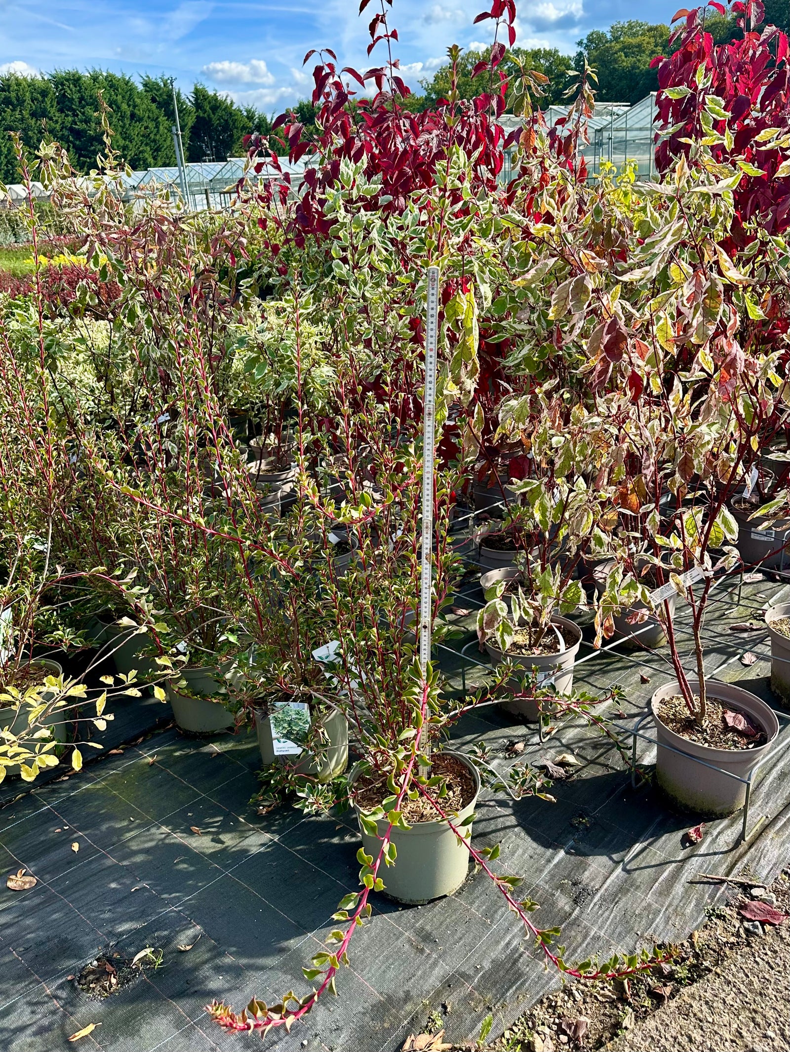 Enkianthus campanulatus ‘Petticoat’ - 7.5Litre