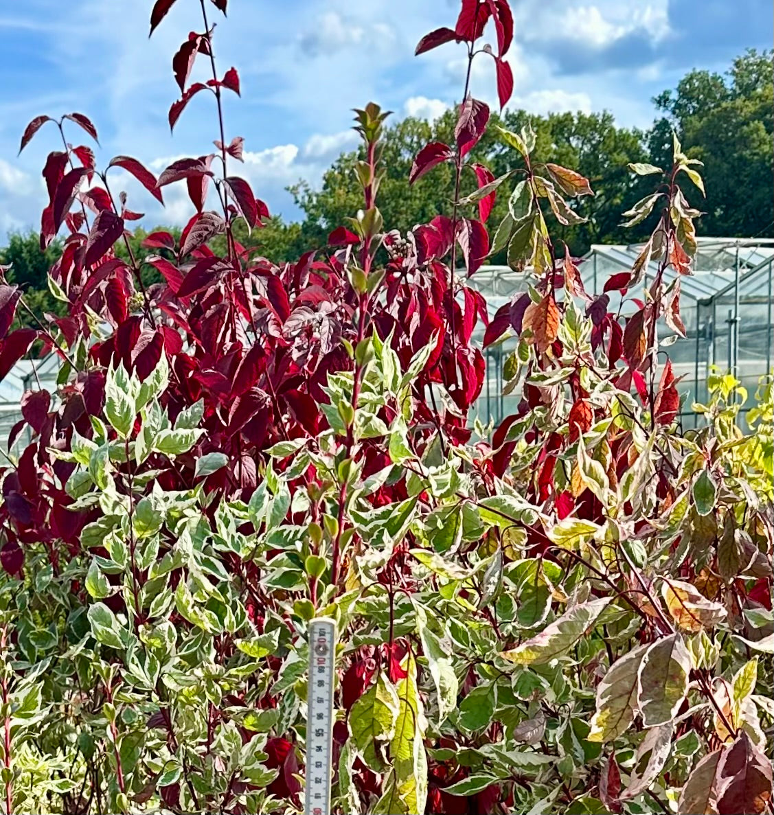Enkianthus campanulatus ‘Petticoat’ - 7.5Litre