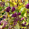 Callicarpa bodinieri var. giraldii 'Profusion' - 7.5Litre