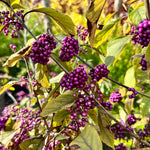 Callicarpa bodinieri var. giraldii 'Profusion' - 7.5Litre