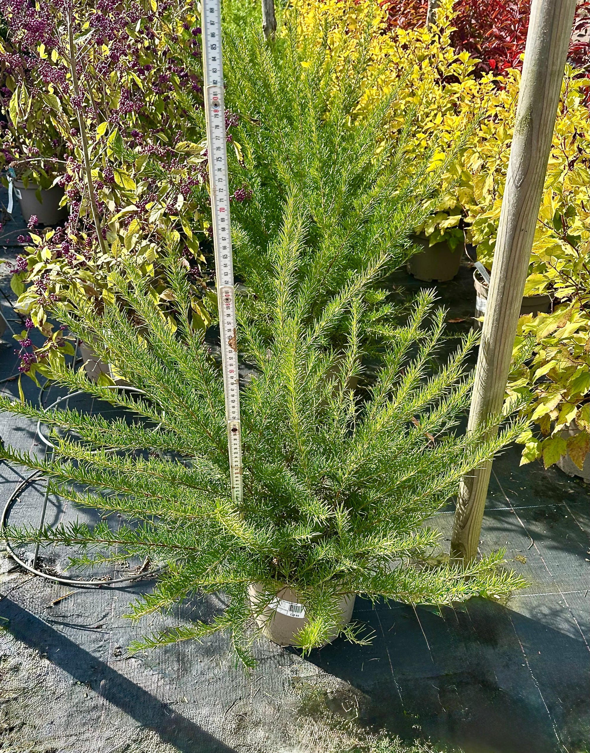 Grevillea juniperina - 7.5Litre