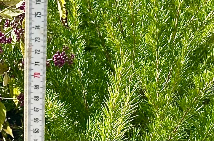 Grevillea juniperina - 7.5Litre