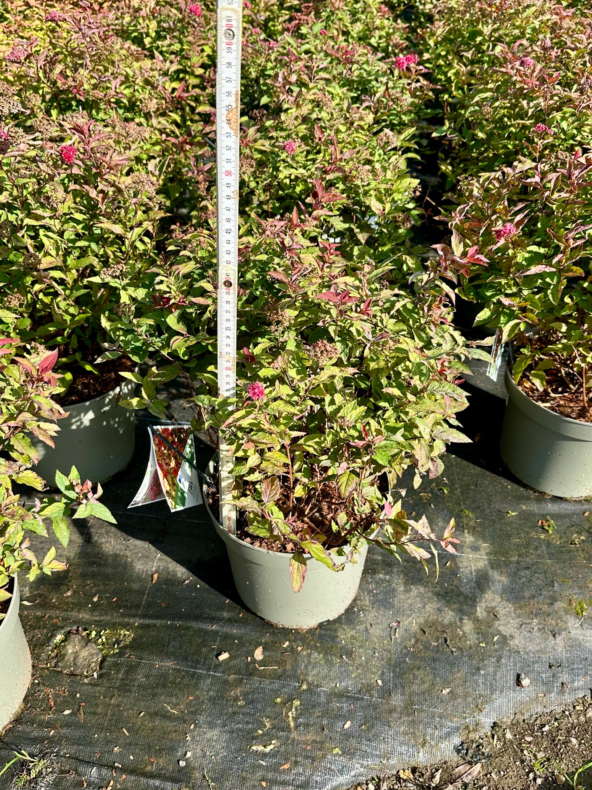 Spiraea japonica 'Double Play Doozie' - 7.5Litre