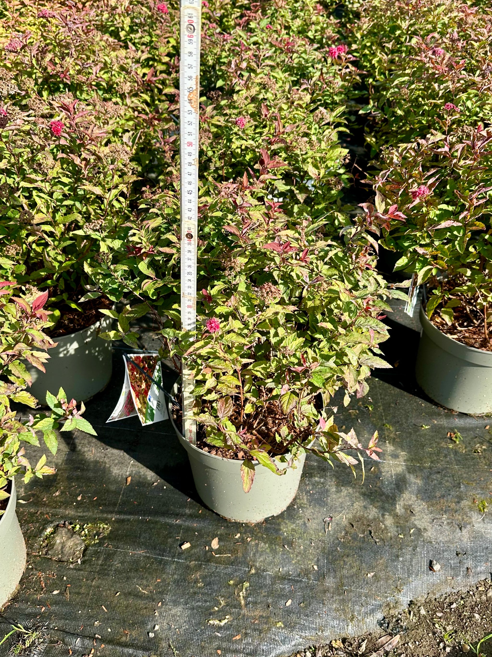Spiraea japonica 'Double Play Doozie' - 7.5Litre