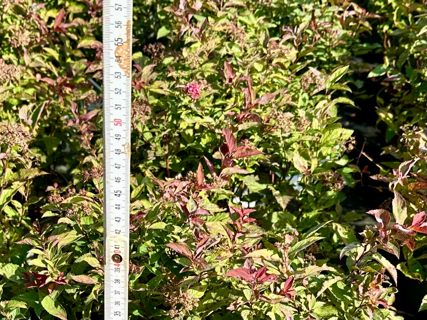 Spiraea japonica 'Double Play Doozie' - 7.5Litre