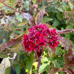 Spiraea japonica 'Double Play Doozie' - 7.5Litre