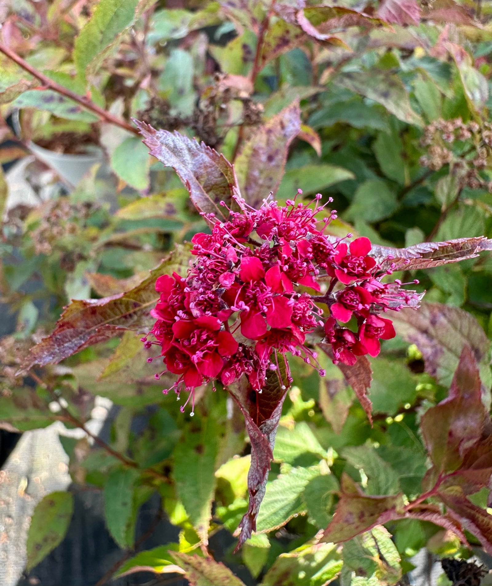 Spiraea japonica 'Double Play Doozie' - 7.5Litre