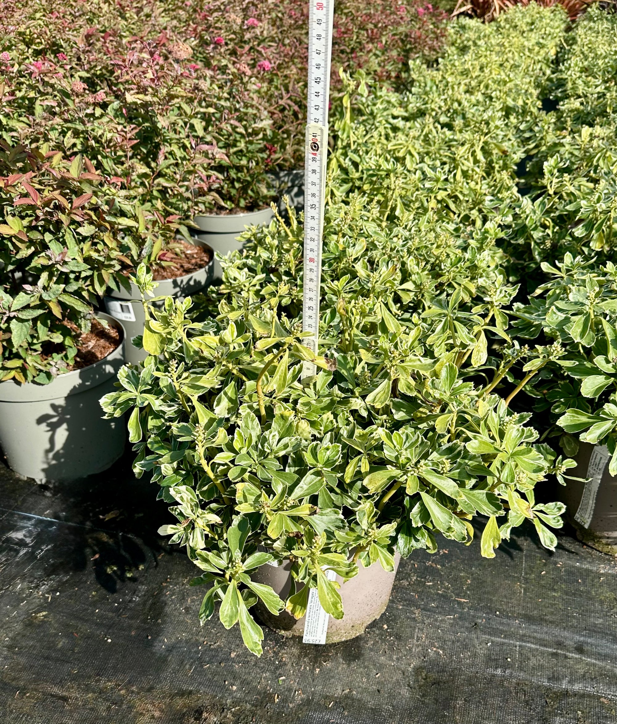 Pachysandra terminalis 'Variegata' - 7.5Litre