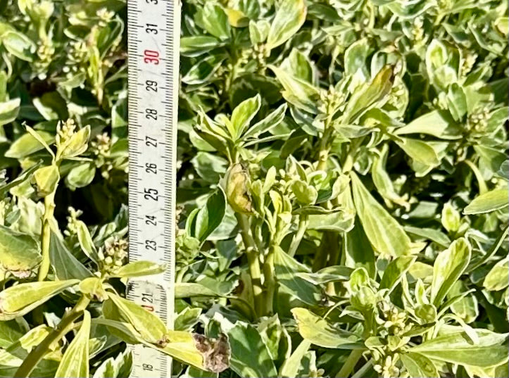 Pachysandra terminalis 'Variegata' - 7.5Litre