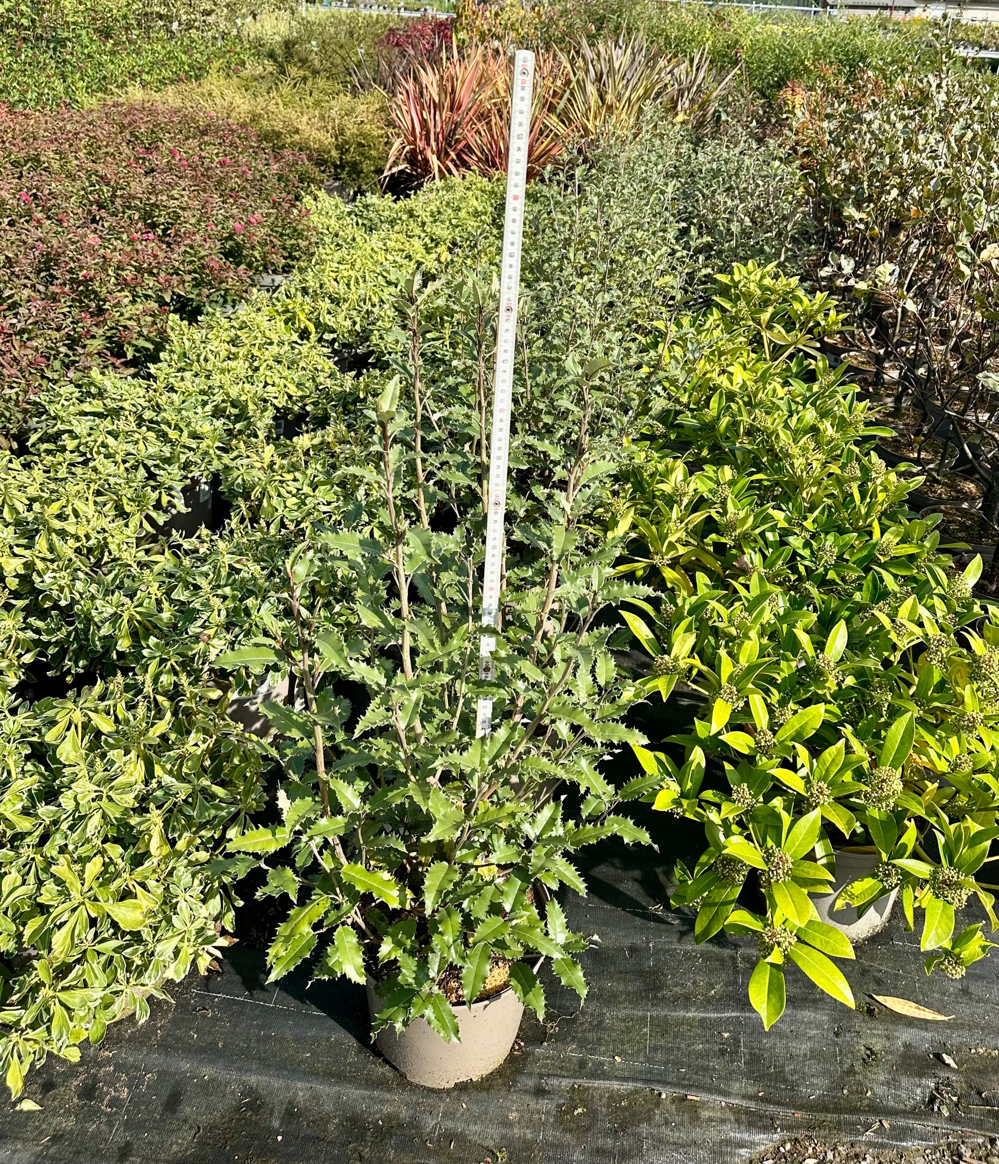 Olearia macrodonta - 7.5Litre
