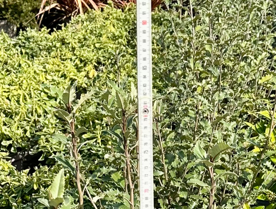 Olearia macrodonta - 7.5Litre