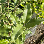 Olearia macrodonta - 7.5Litre