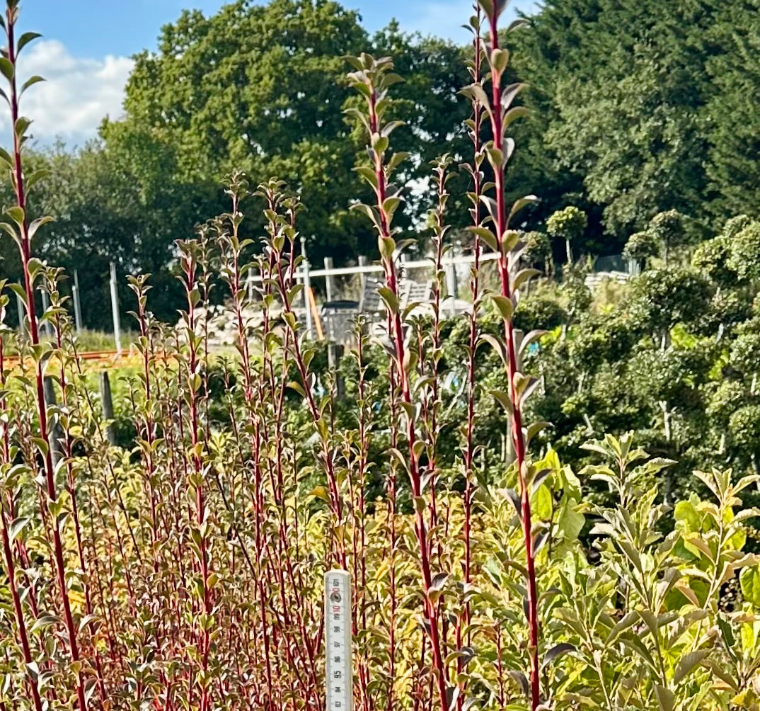 Enkianthus campanulatus - 7.5Litre