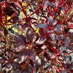 Enkianthus campanulatus - 7.5Litre