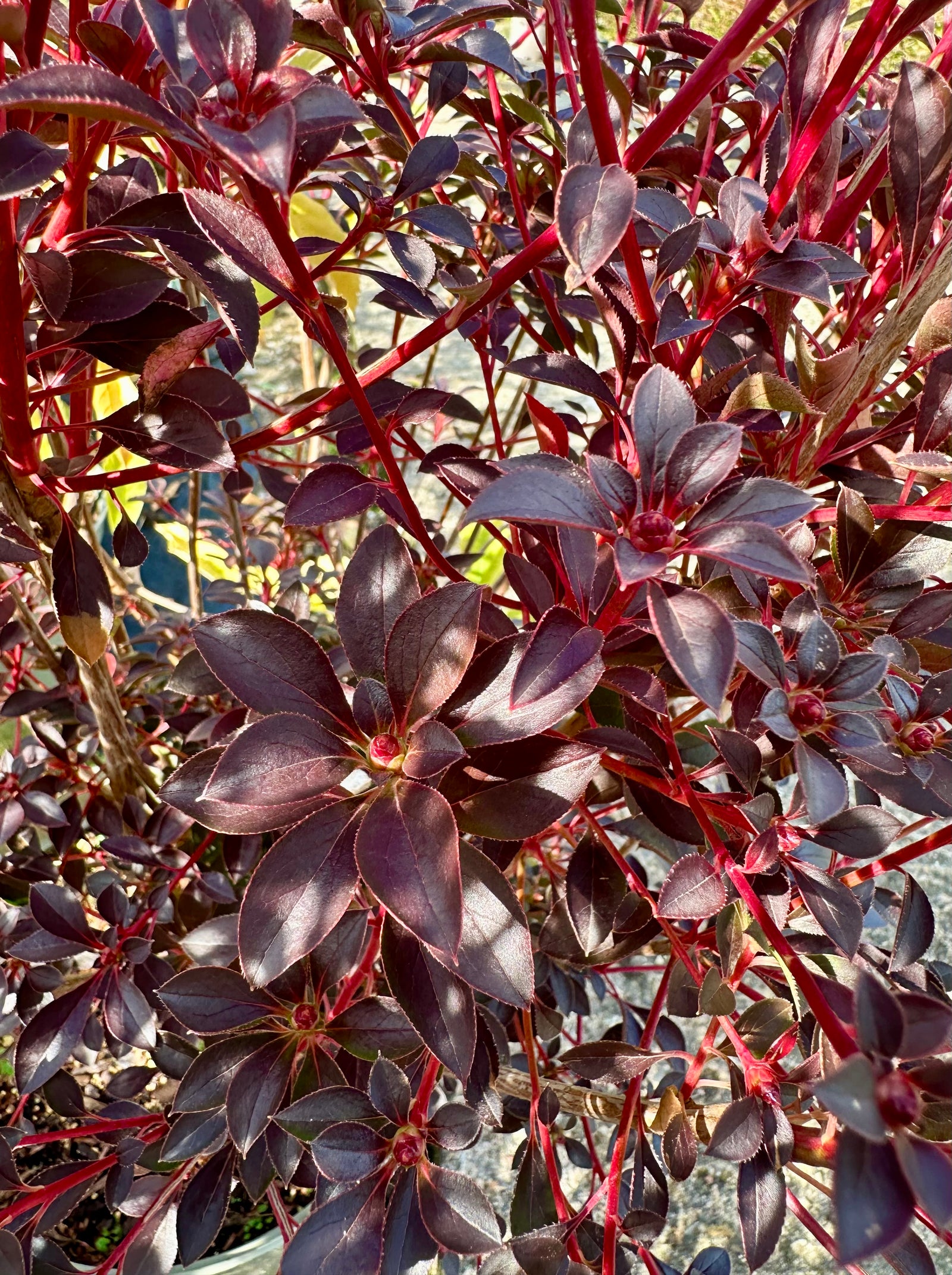Enkianthus campanulatus - 7.5Litre