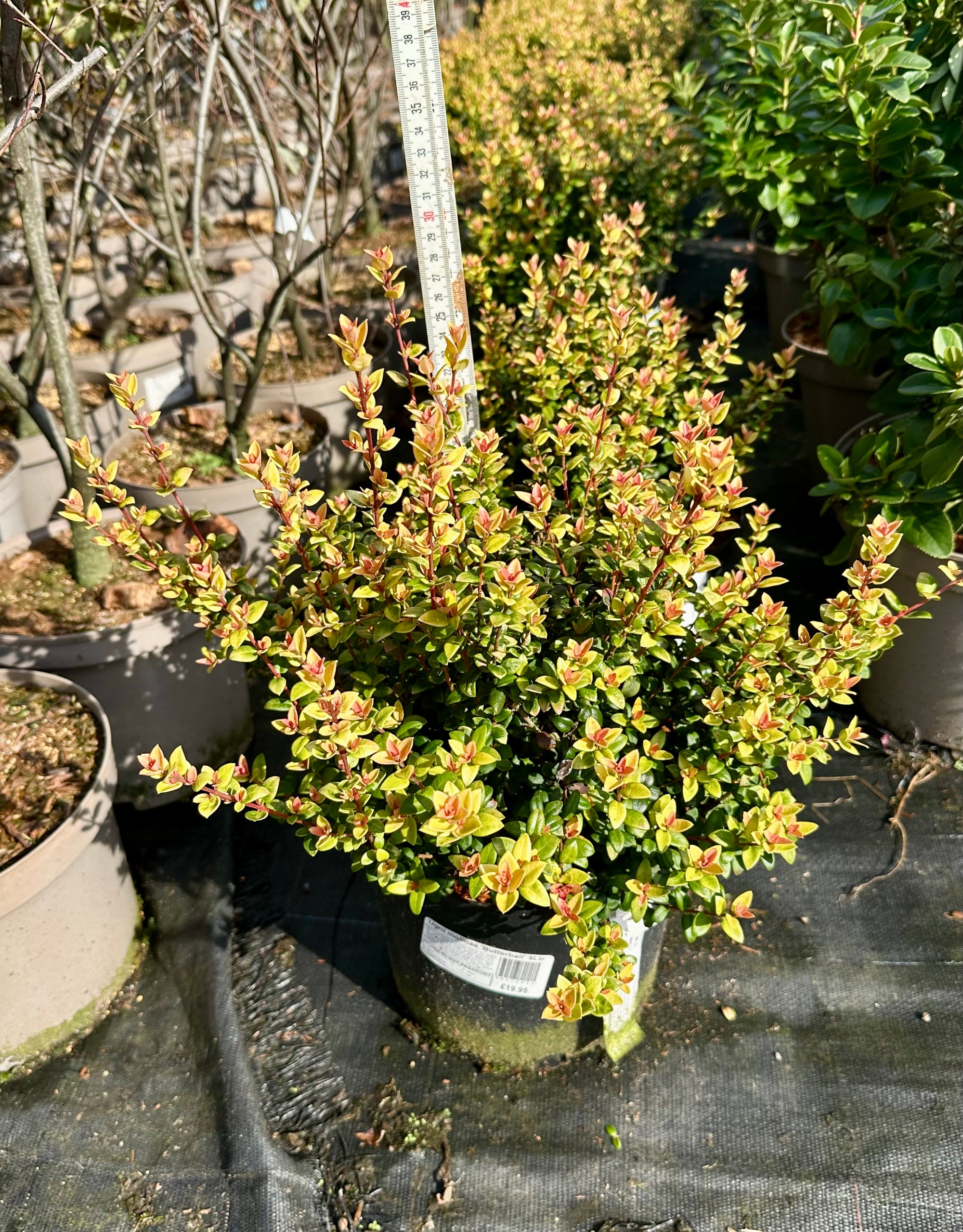 Ugni molinae ‘Butterball’ - 5 Litre
