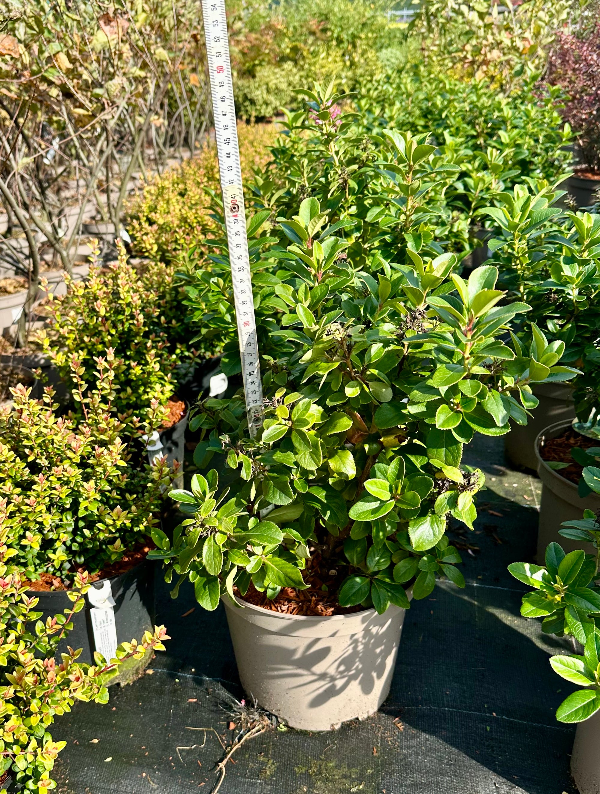 Escallonia laevis 'Pink Elle' - 7.5Litre