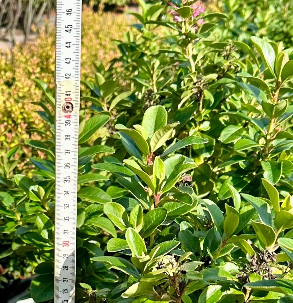 Escallonia laevis 'Pink Elle' - 7.5Litre