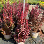 Berberis thunbergii ‘Florence' - 7.5Litre