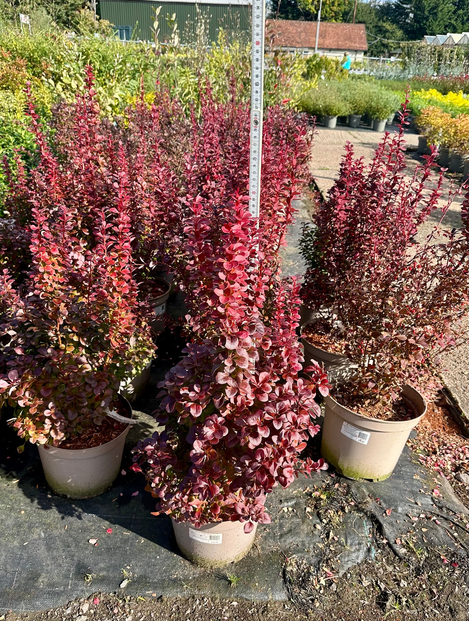 Berberis thunbergii ‘Florence' - 7.5Litre