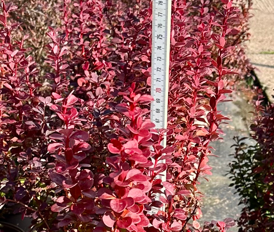 Berberis thunbergii ‘Florence' - 7.5Litre