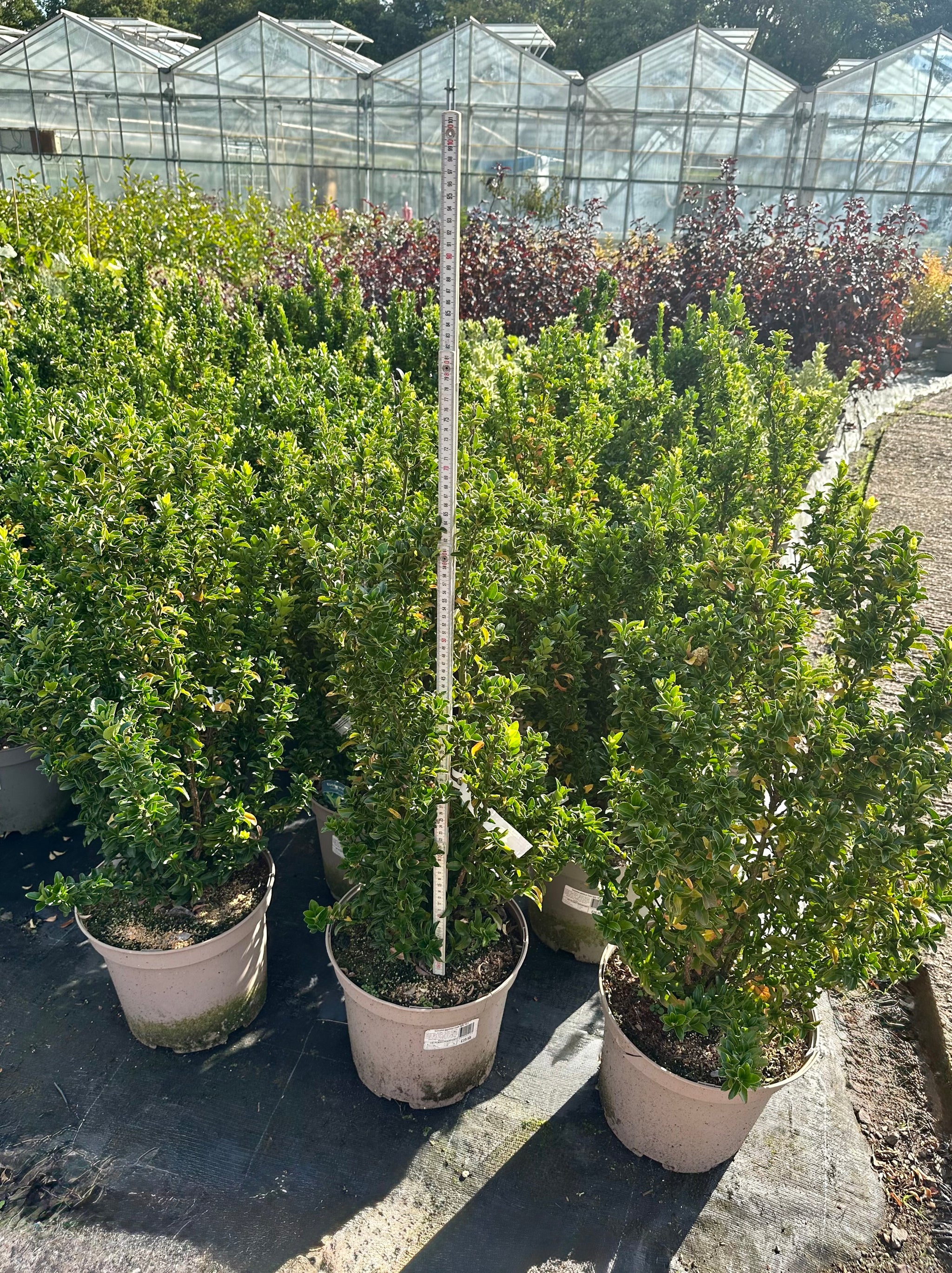 Euonymus japonicus 'Green Spire’ - 7.5Litre
