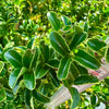 Euonymus japonicus 'Green Spire’ - 7.5Litre
