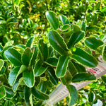 Euonymus japonicus 'Green Spire’ - 7.5Litre