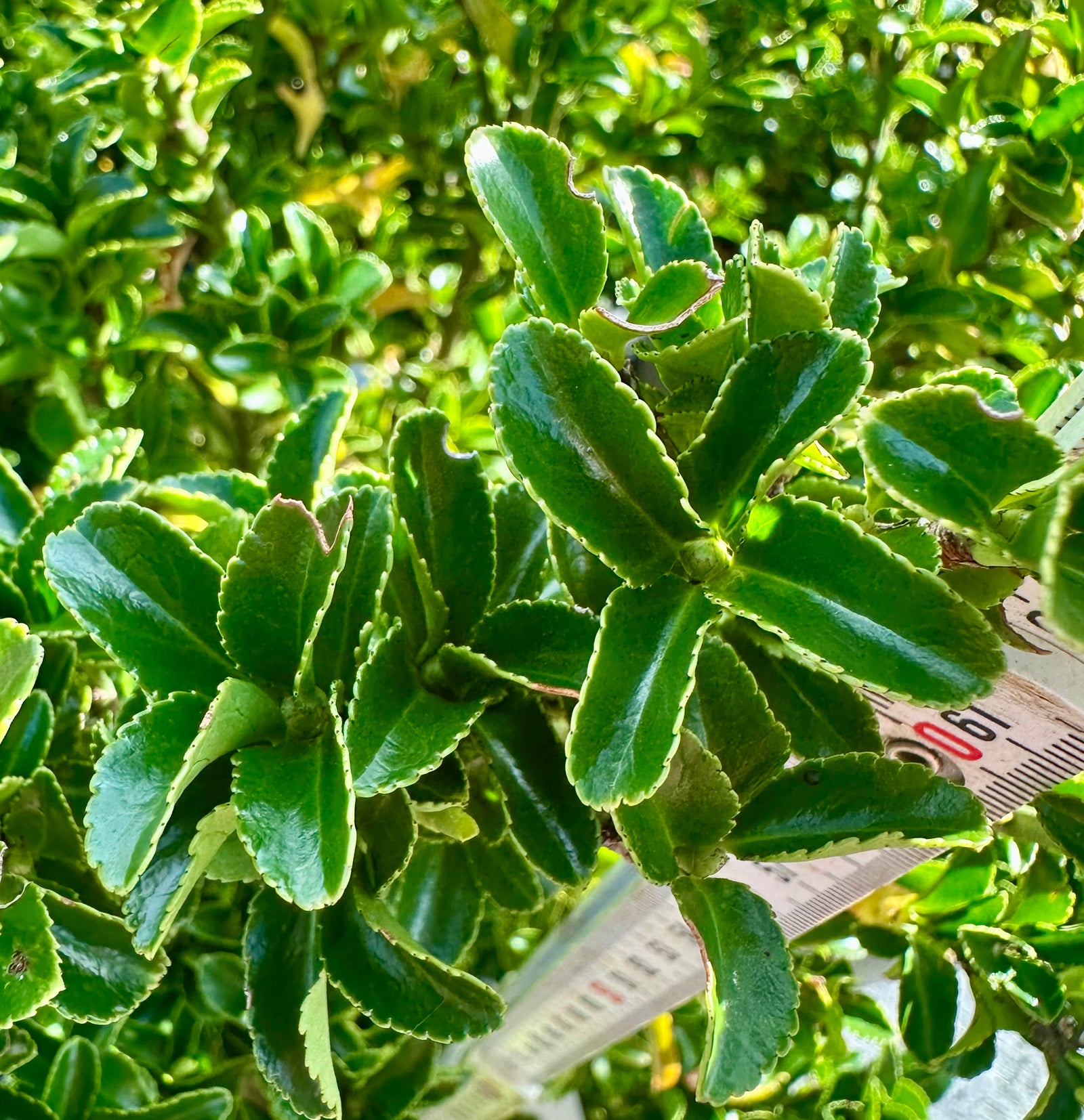 Euonymus japonicus 'Green Spire’ - 7.5Litre