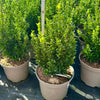 Euonymus japonicus ‘Jean Hugues’ - 7.5Litre