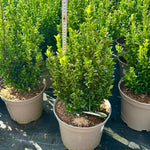 Euonymus japonicus ‘Jean Hugues’ - 7.5Litre