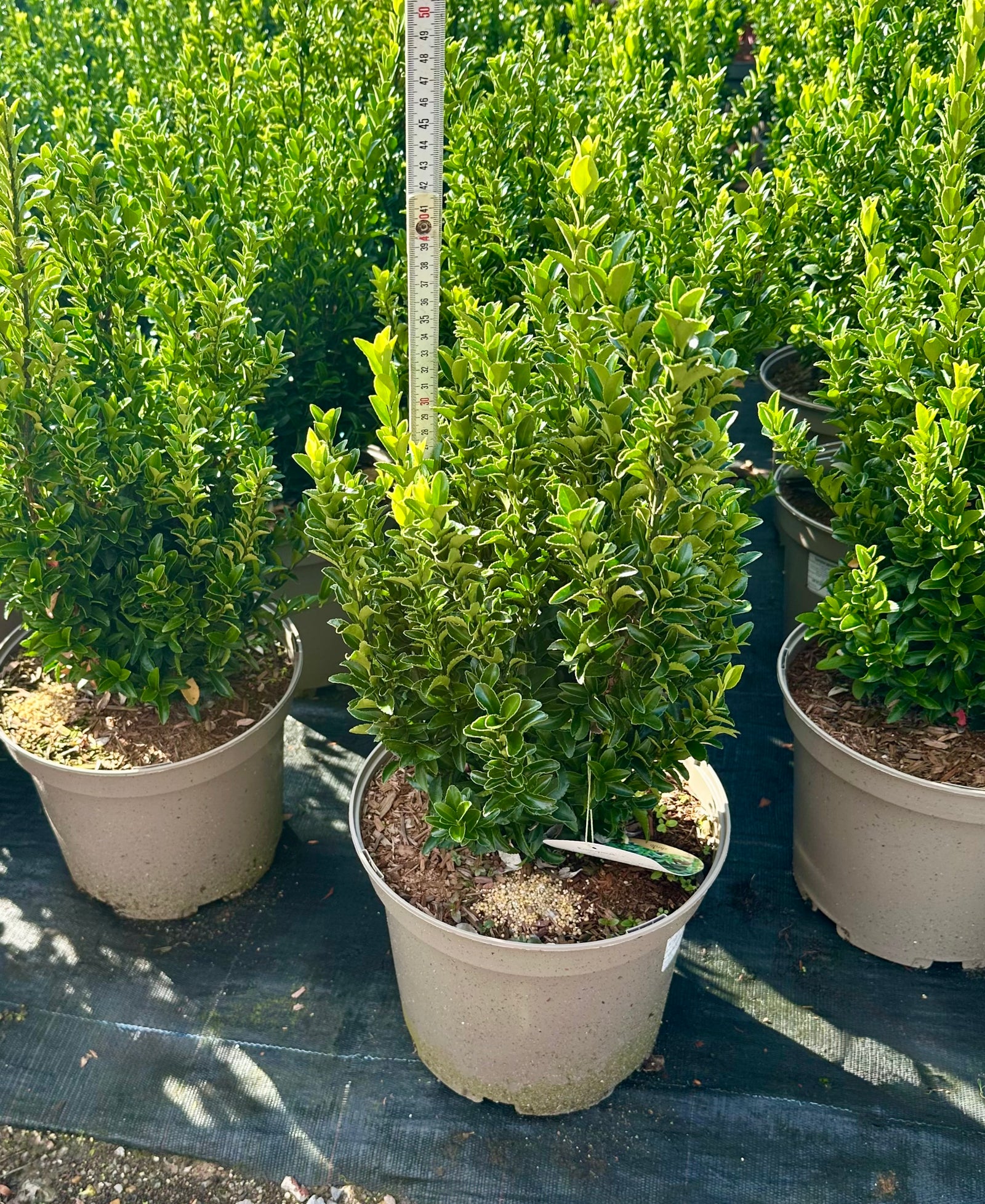 Euonymus japonicus ‘Jean Hugues’ - 7.5Litre