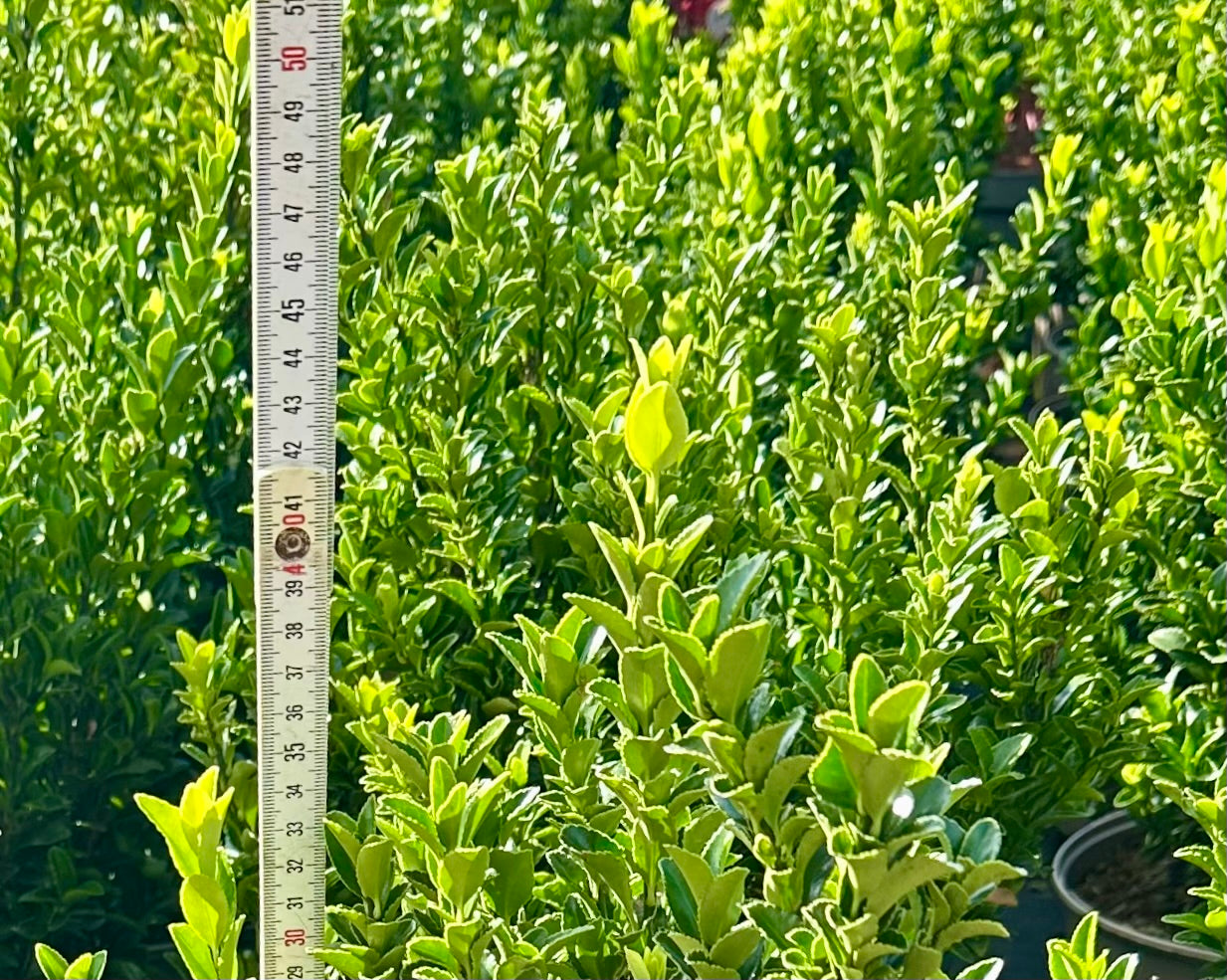 Euonymus japonicus ‘Jean Hugues’ - 7.5Litre