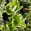 Euonymus japonicus ‘Kathy' - 7.5Litre