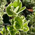 Euonymus japonicus ‘Kathy' - 7.5Litre