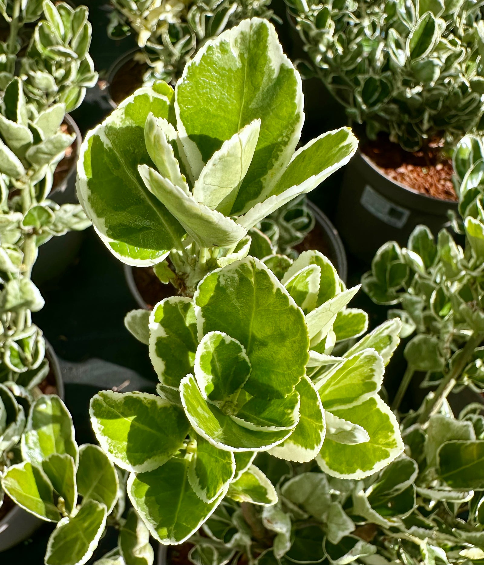 Euonymus japonicus ‘Kathy' - 7.5Litre